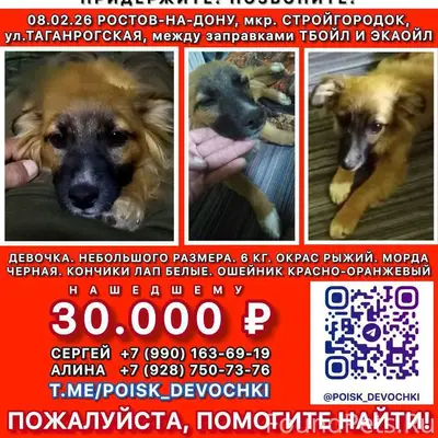 Пропала собака Девочка, Ростов-на-Дону