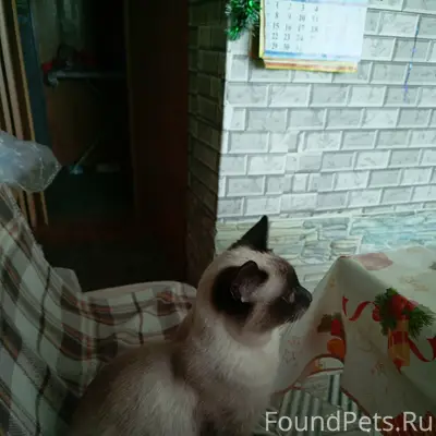 Пропал тайский кот, Аэродромная