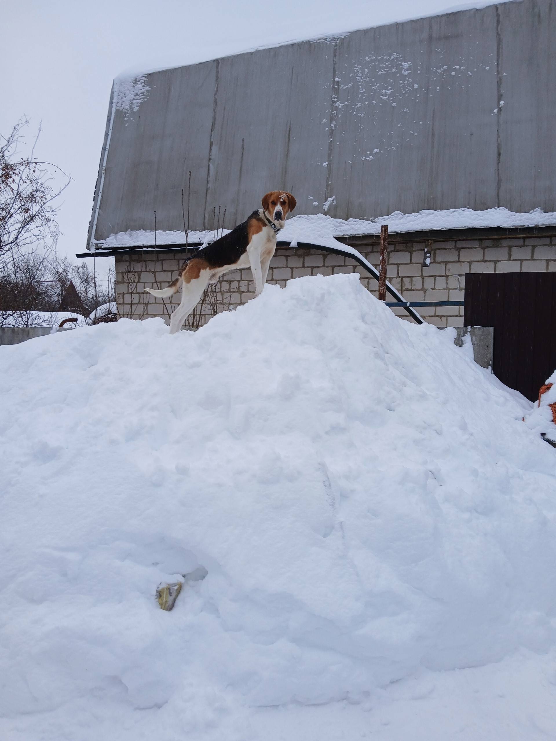 Пропала гончая, район д вязки - стальной конь