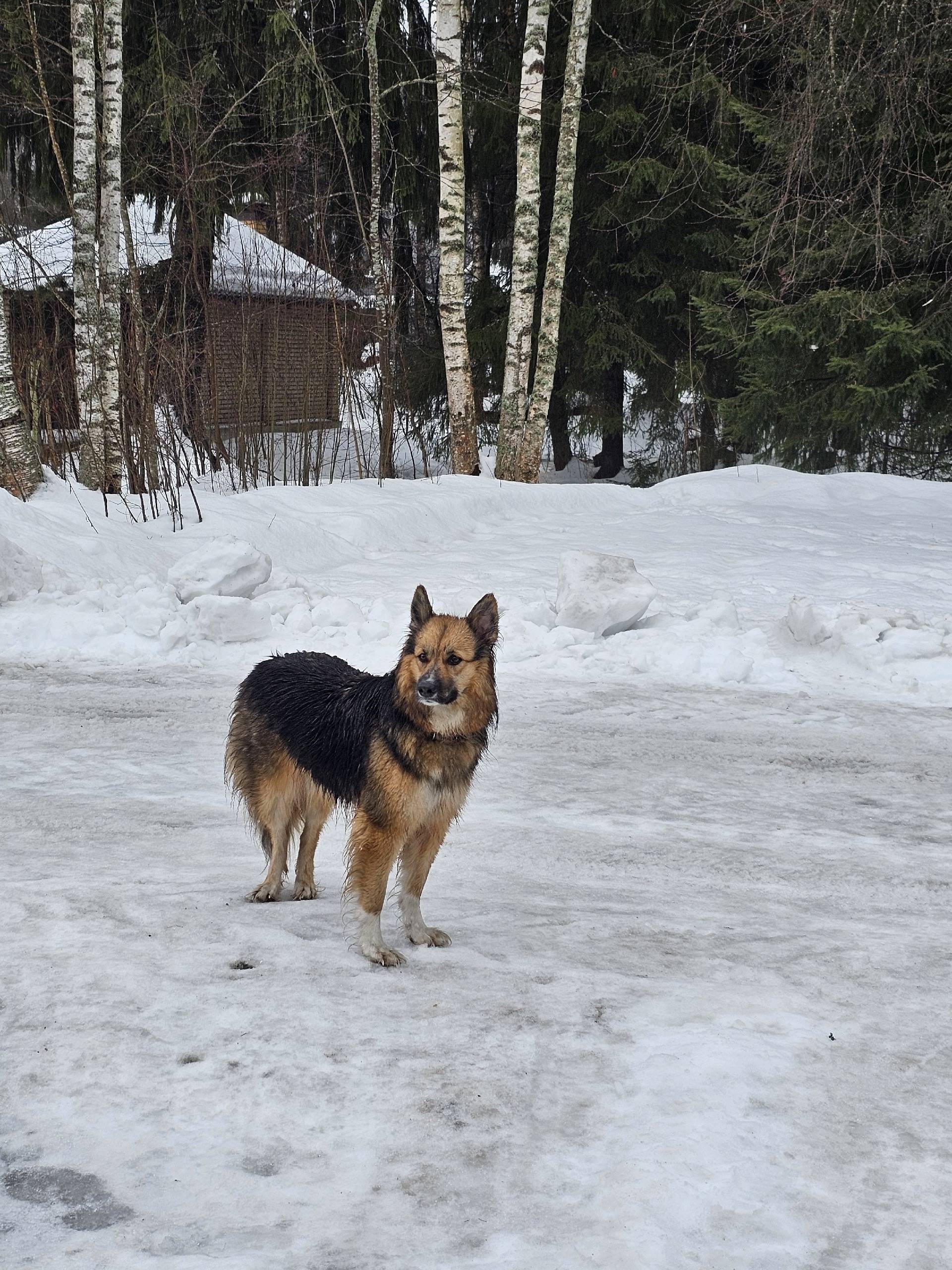 Пропала собака, два ошейника, снт им. Луначарского