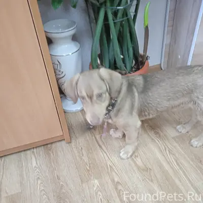 Пропала собака, Ржев, Советская, 16