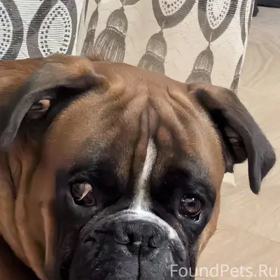 Пропал немецкий боксёр, д. Владимирово, г. Бор