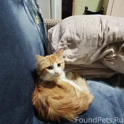 Пропал домашний кот, свяжитесь по номеру 89110587063