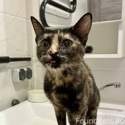 Найдена кошка, Блюхера 3