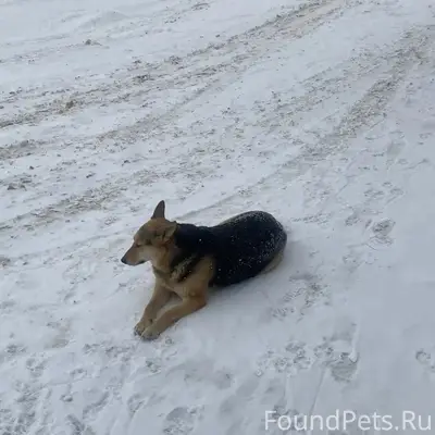 Пропала собака Малышка