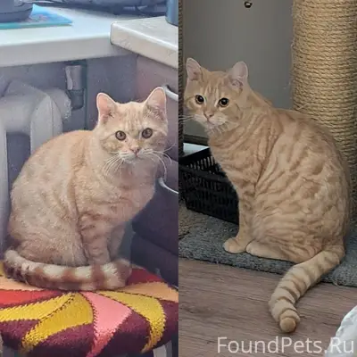 Найден молодой кот, красивый яркий окрас