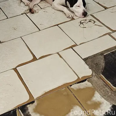 Найден пёс, Победы 127