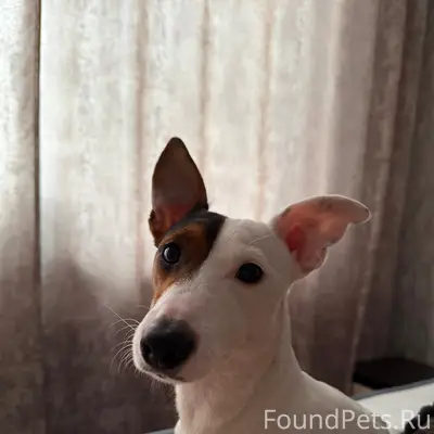 Пропал Кекс, поселок Брусянский