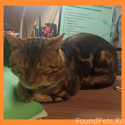 Пропал бенгал Барни, Б. Афанасово