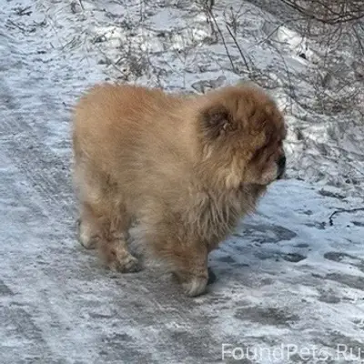 Пропала собака, 40 квартал Улан-Удэ