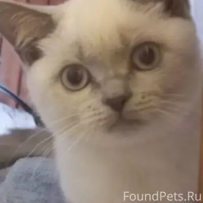 Пропал котёнок Ириска, большие дворы, ул. Текстильщиков