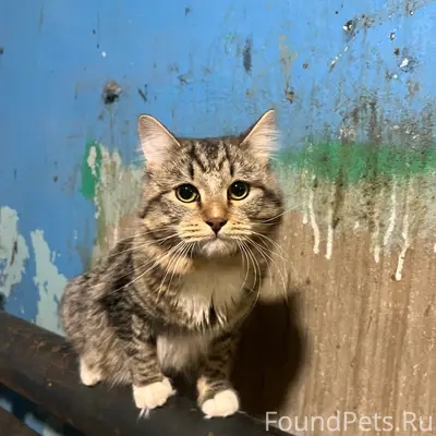 Найден кот, возможно, метис мейн-куна, Пермь