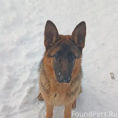 Пропала немецкая овчарка, Старые Юбери, Новые Сибы
