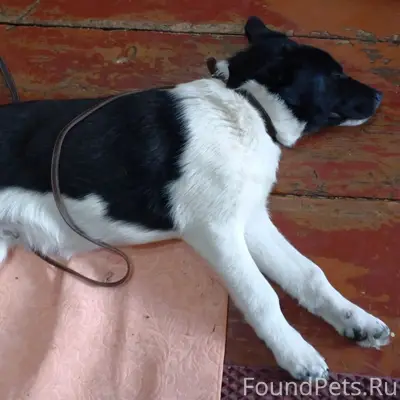 Пропал щенок, улица Гагарина