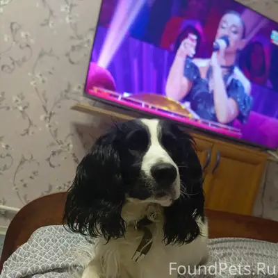 Пропал пёс Арчи