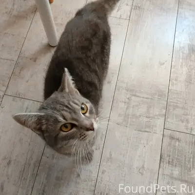 Найден кот, район дрсу