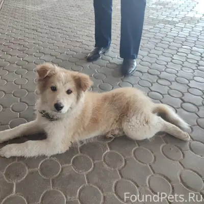 Пропал пёс, возле фабрики Спартак