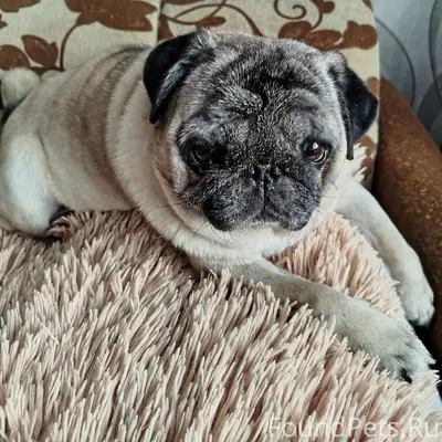 Пропала собака Мопс, [место не указано]