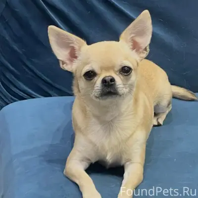 Пропала чихуа хуа Тася, Анненки, Калуга