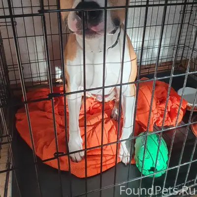 Найден амстафф, Ангарск, 7 микрорайон