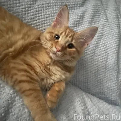 ПРОПАЛА КОШЕЧКА МЭЙНКУН РЫЖАЯ