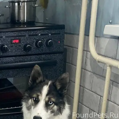 Найден тип собака, 3 мкр