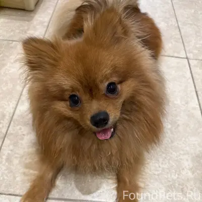 Пропал шпиц Филя, район Строителей 4