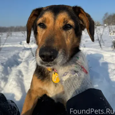 Найдена собака, Можайский район