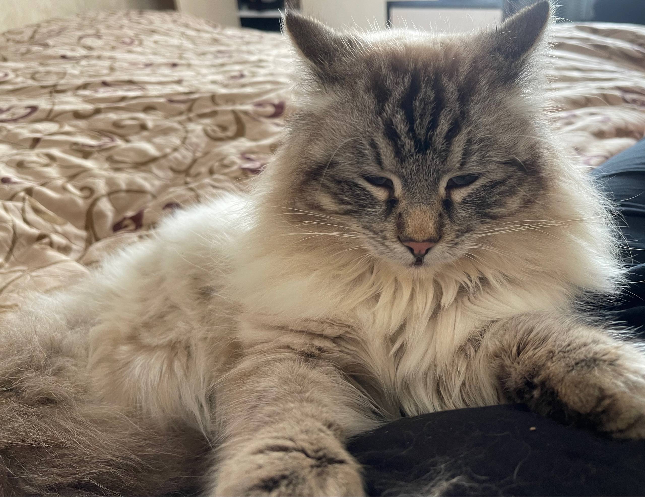 Пропал кот,