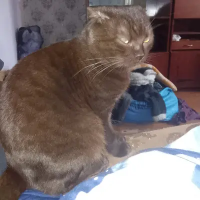 Пропал вислоухий Чижик, район Западной