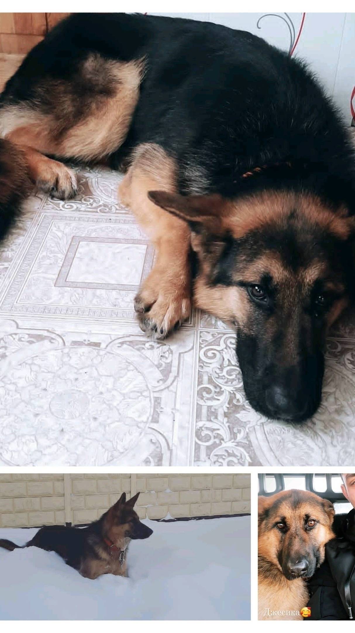 Пропала собака Джесси, есть черный ошейник