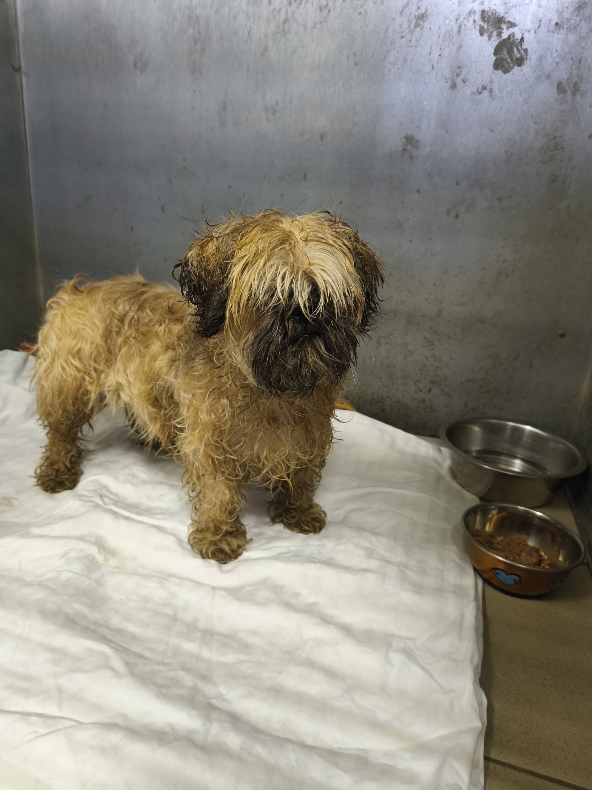 Найден тип собака, Южное Бутово