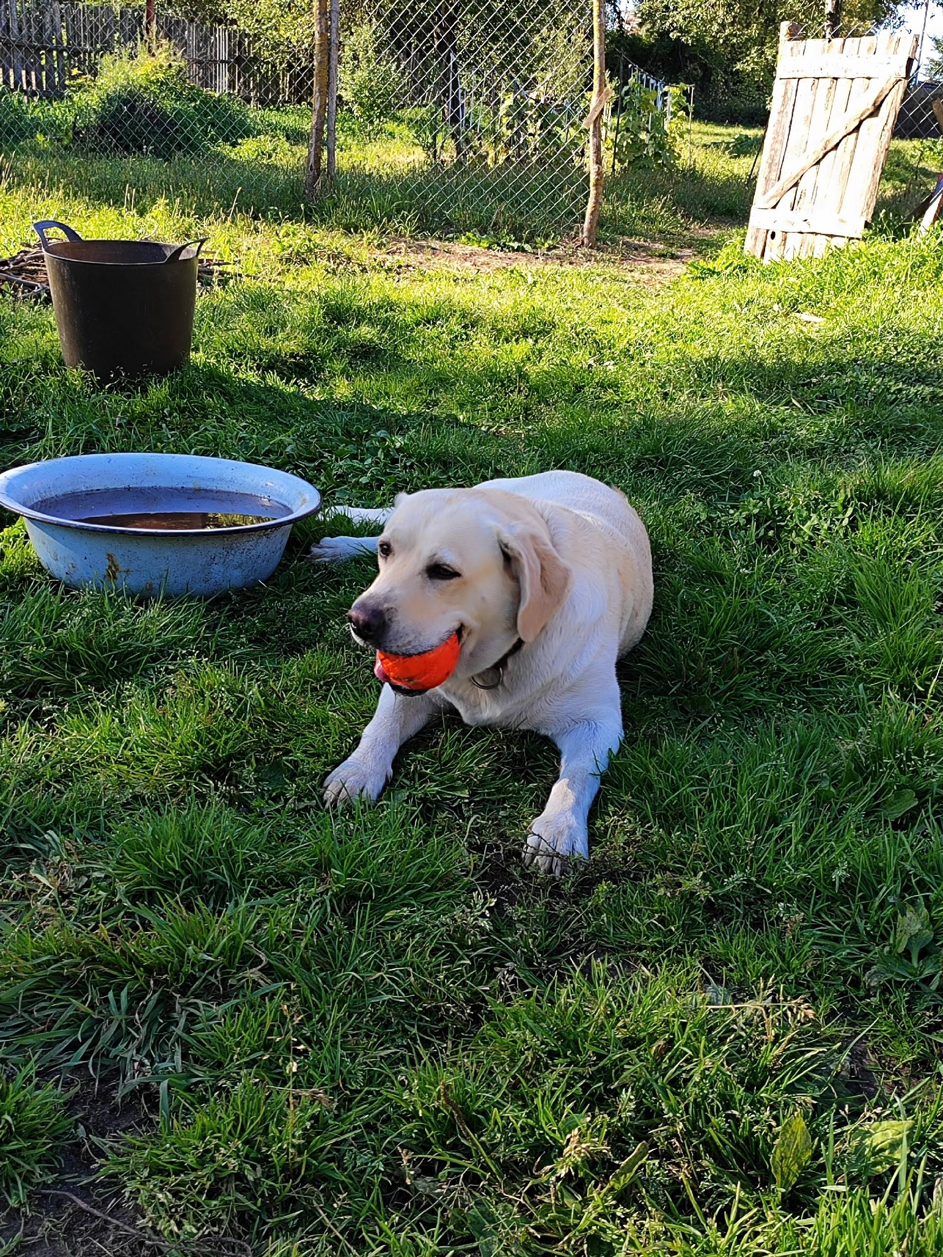 Пропала Молли (Лабрадор), г. Могилев