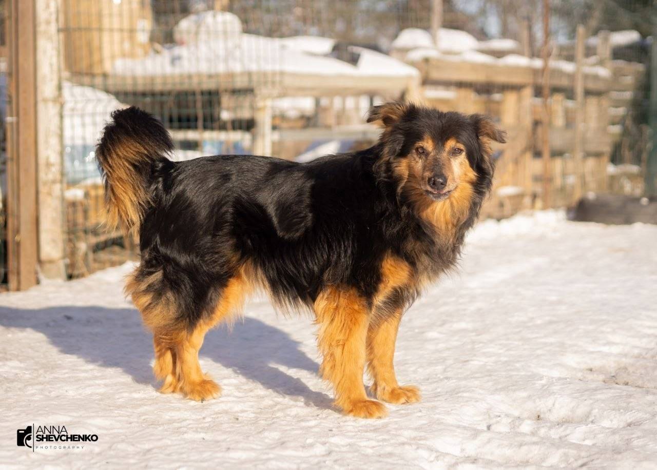 Пропал пес, Светлогорск, ул. Сосновая