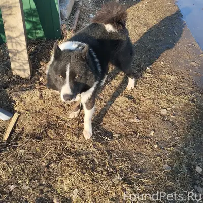 Найден предположительно лайка, с. Благовещенье