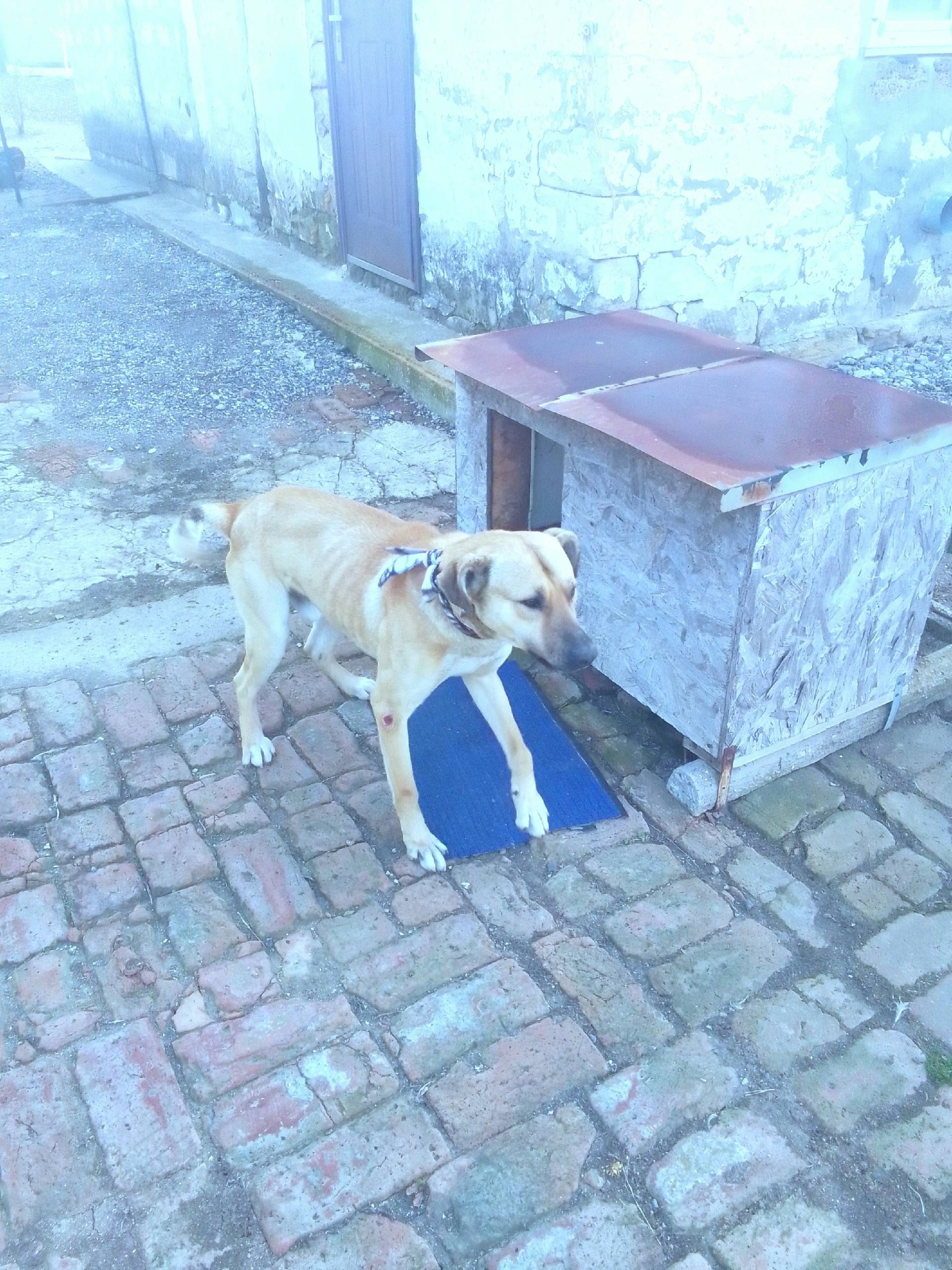 Найден кобель, деревня Войкова