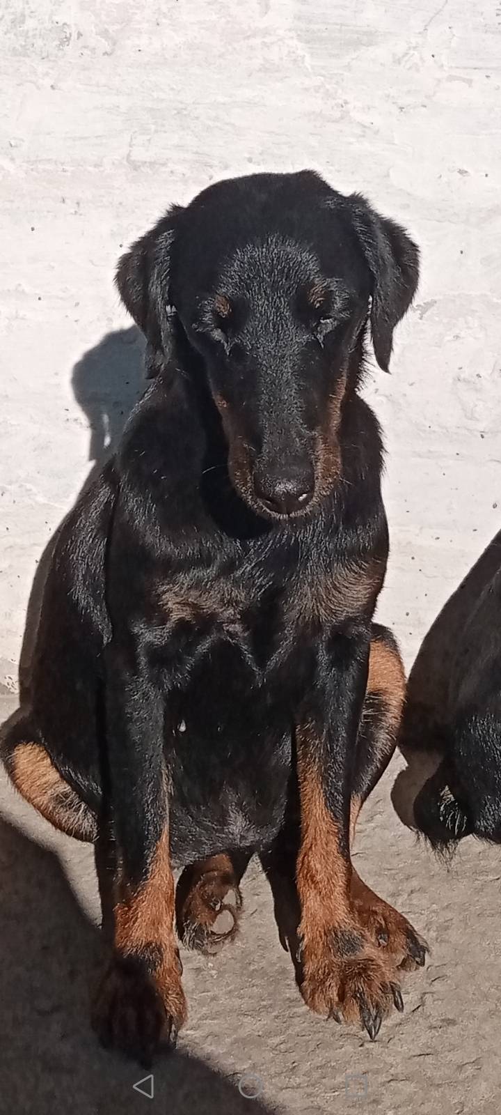 Пропала девочка ягдтерьер, без местоположения