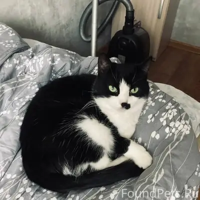 Пропала кошка, район 15 школы