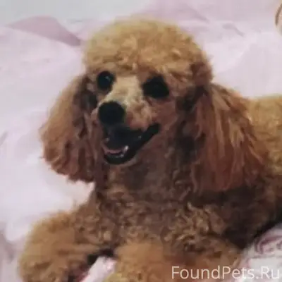 Пропала той пудель Эльза, Мурманск