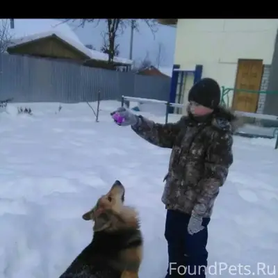 Пропал глухой пёс Майкл, Седеево
