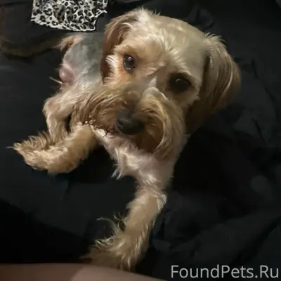 Пропал комнатный пёс Йорик, Евпатория