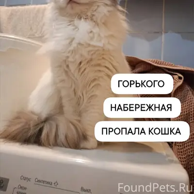 Пропала кошка, район Спиртпрома