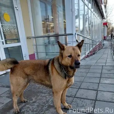 Найден кобель, ухоженная собака, Орджоникидзе 1а