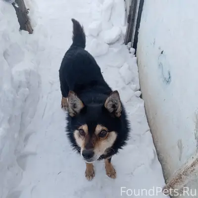 Пропал пёс Барсик, 8 квартал