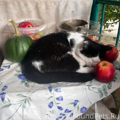 Пропал кот Кузя, улица Степная