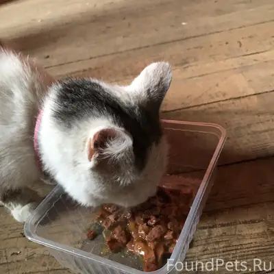 Найдена кошка в ошейнике, ул. Конева