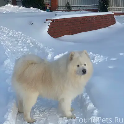 Пропала собака Чаби, село Андреевское