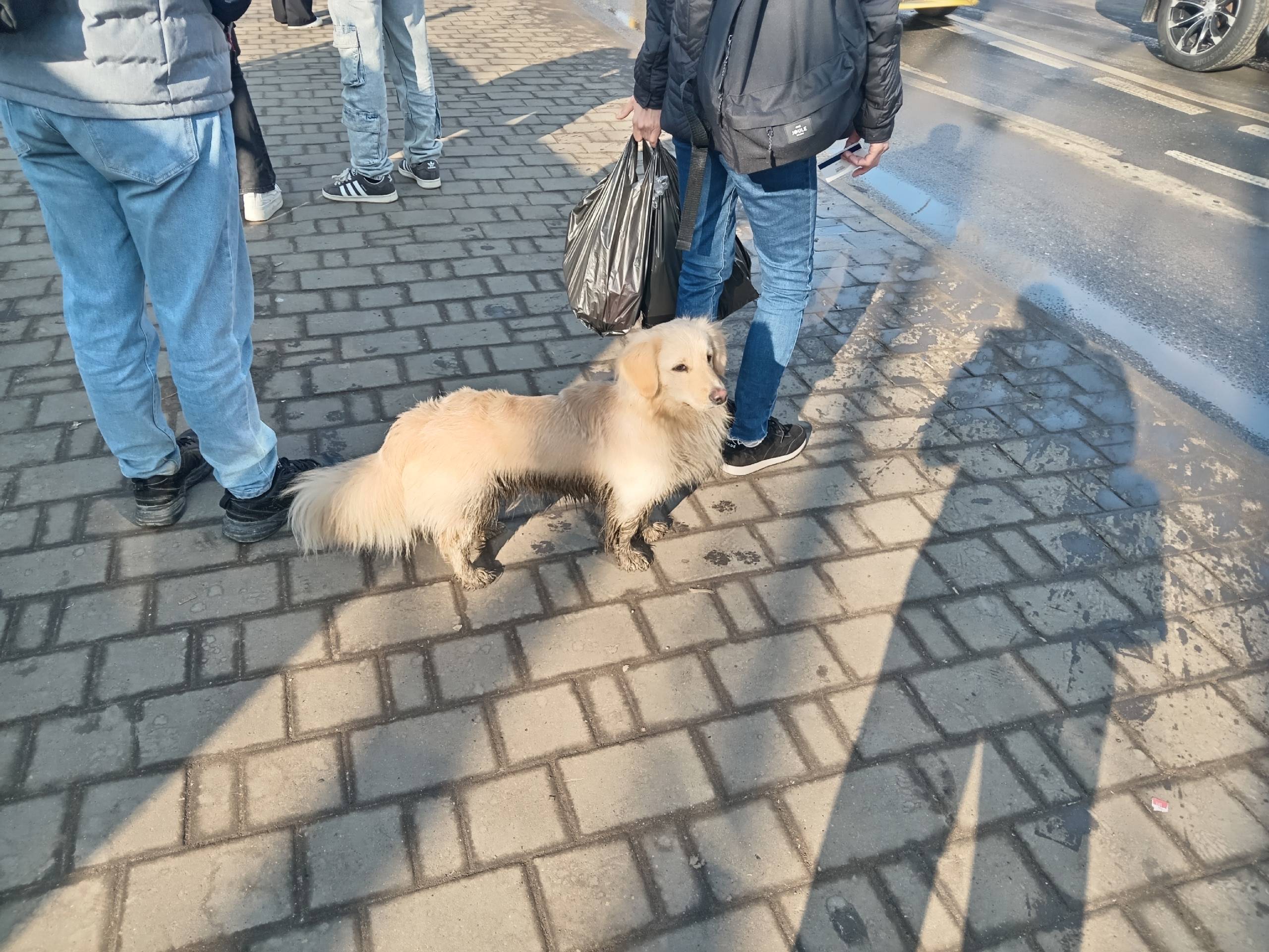 Найден кобель, остановка Педагогический институт