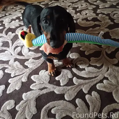 Пропал кобелёк такса, Строителей 15