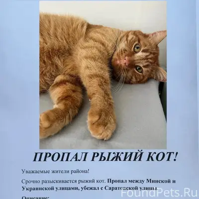Пропал кот, неизвестное местоположение